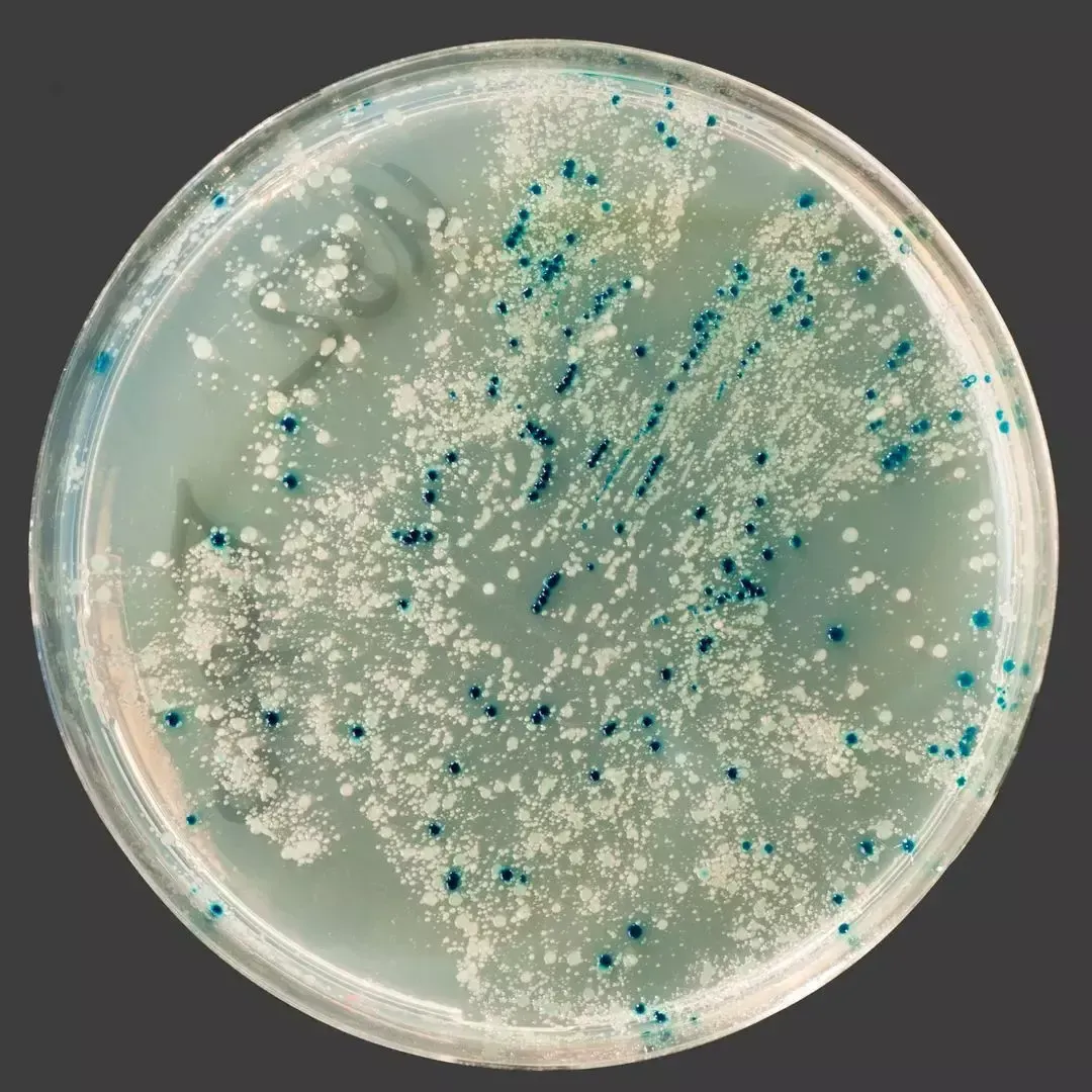 Mold colonies growing in a petri dish