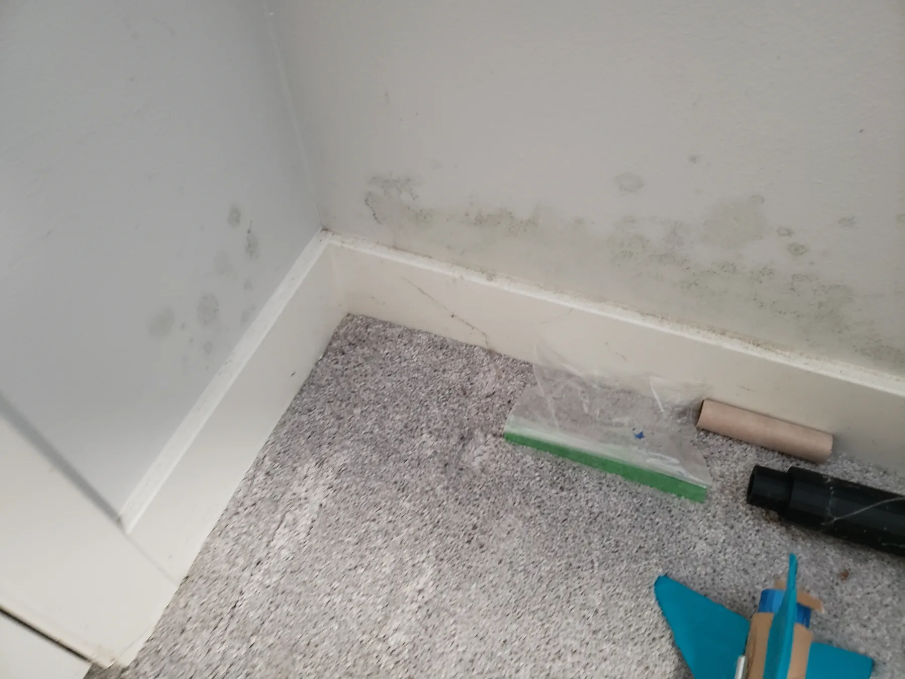 Mold staining along a wall and baseboard in a carpeted room