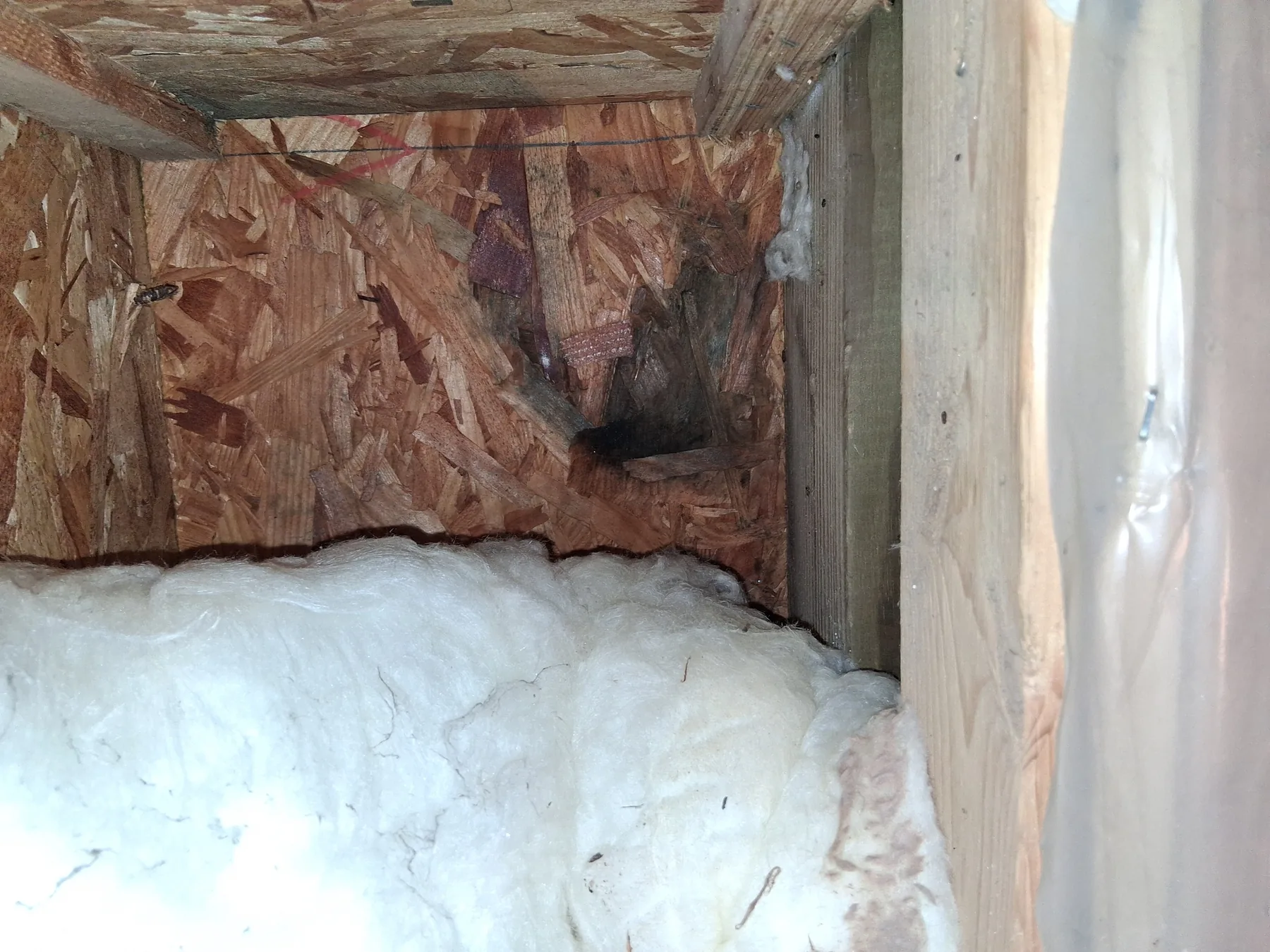 Mold on the wood framing of an insulated wall cavity