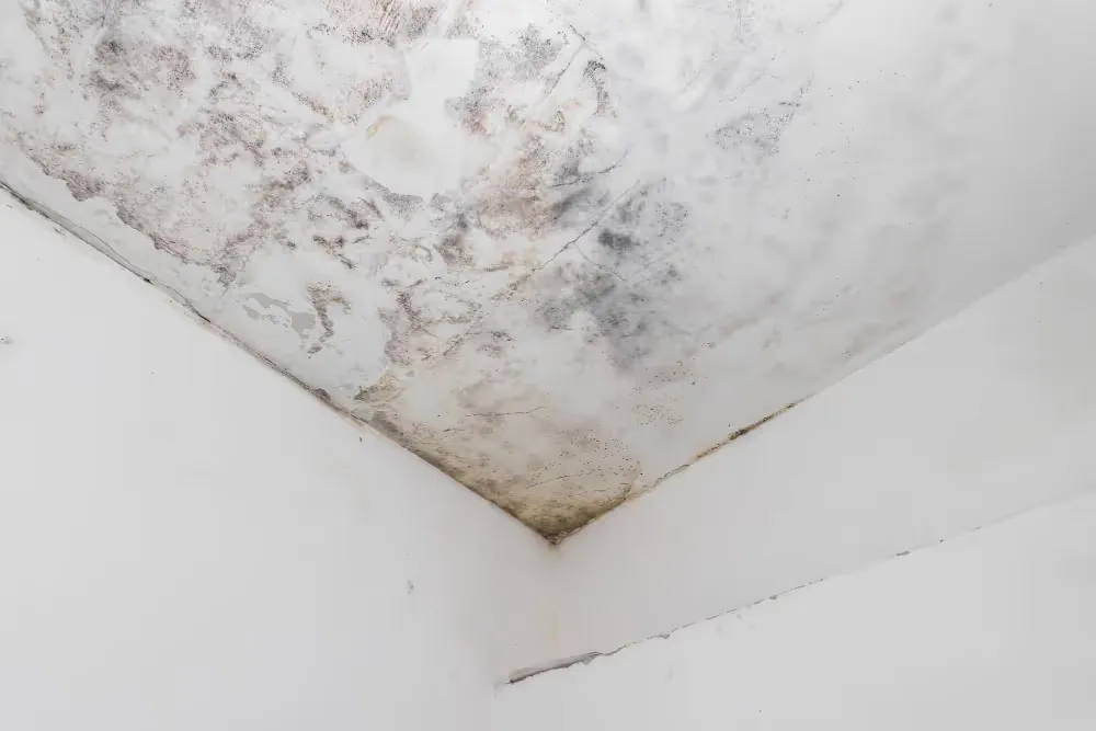 Mold spreading across a ceiling corner