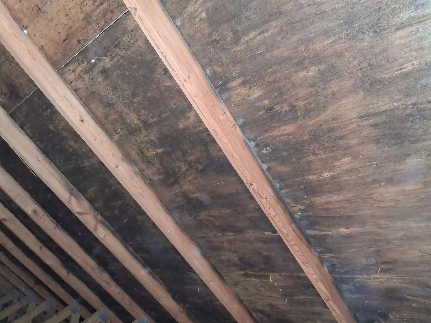 Dark mold staining across attic roof boards