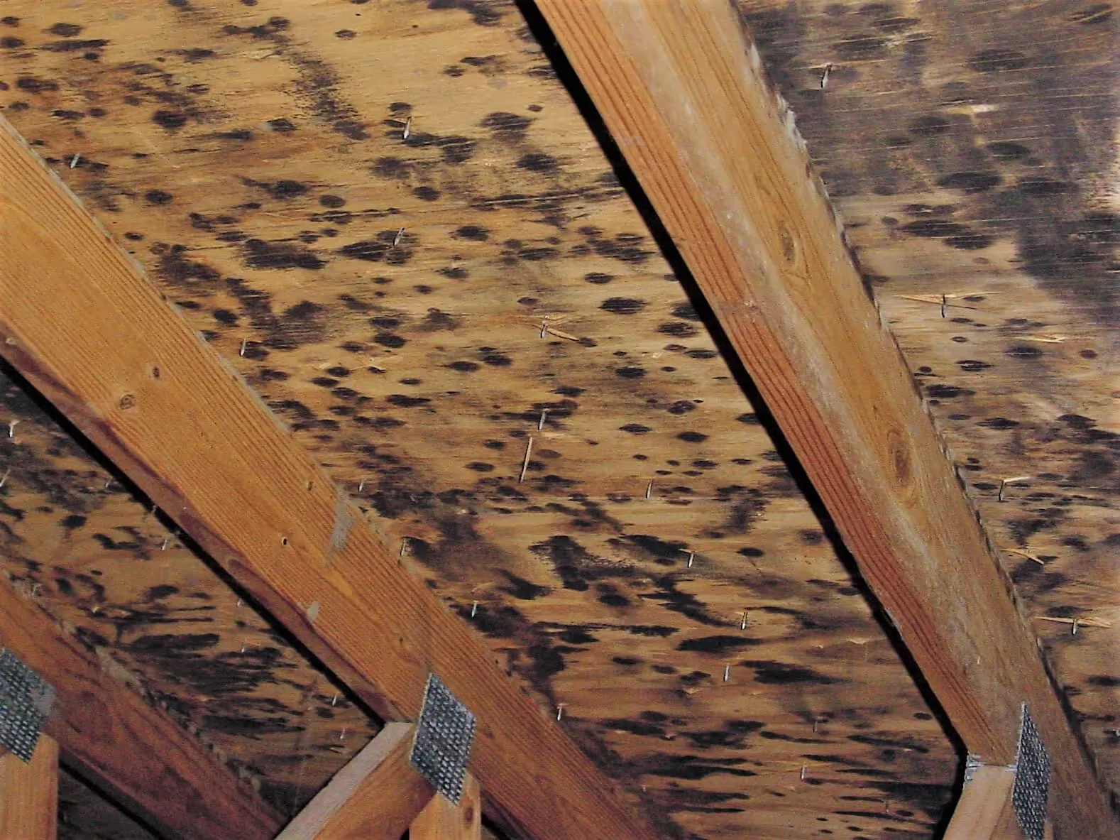 Mold spots on attic rafters and roof boards