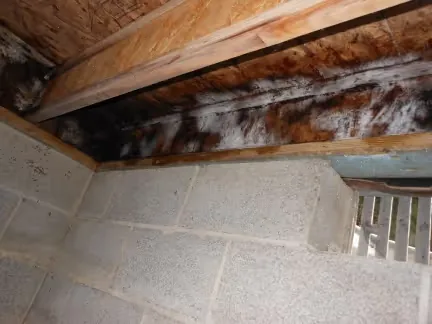 Mold on the joists above a crawl space block wall