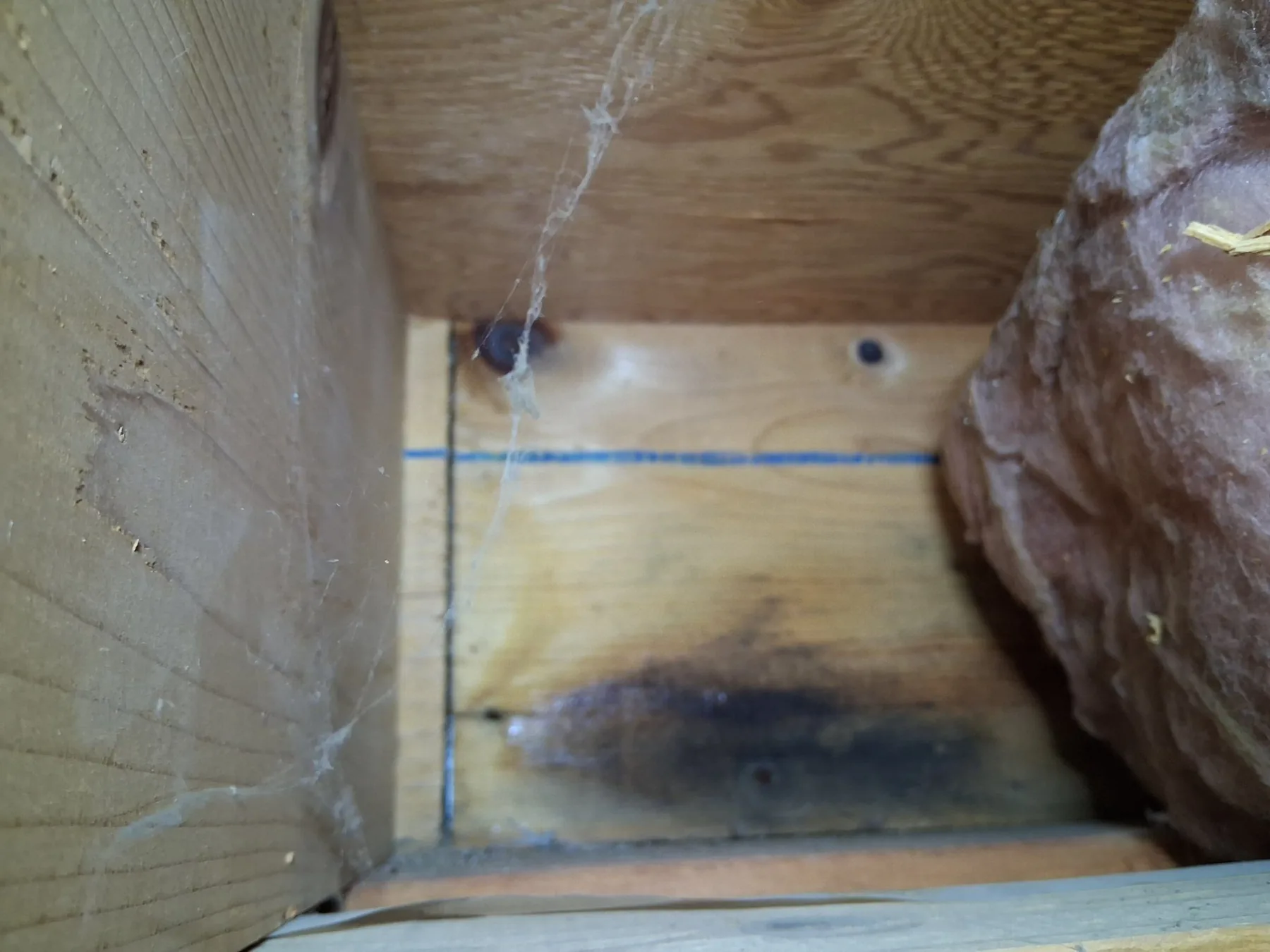 Mold on a crawl space rim joist