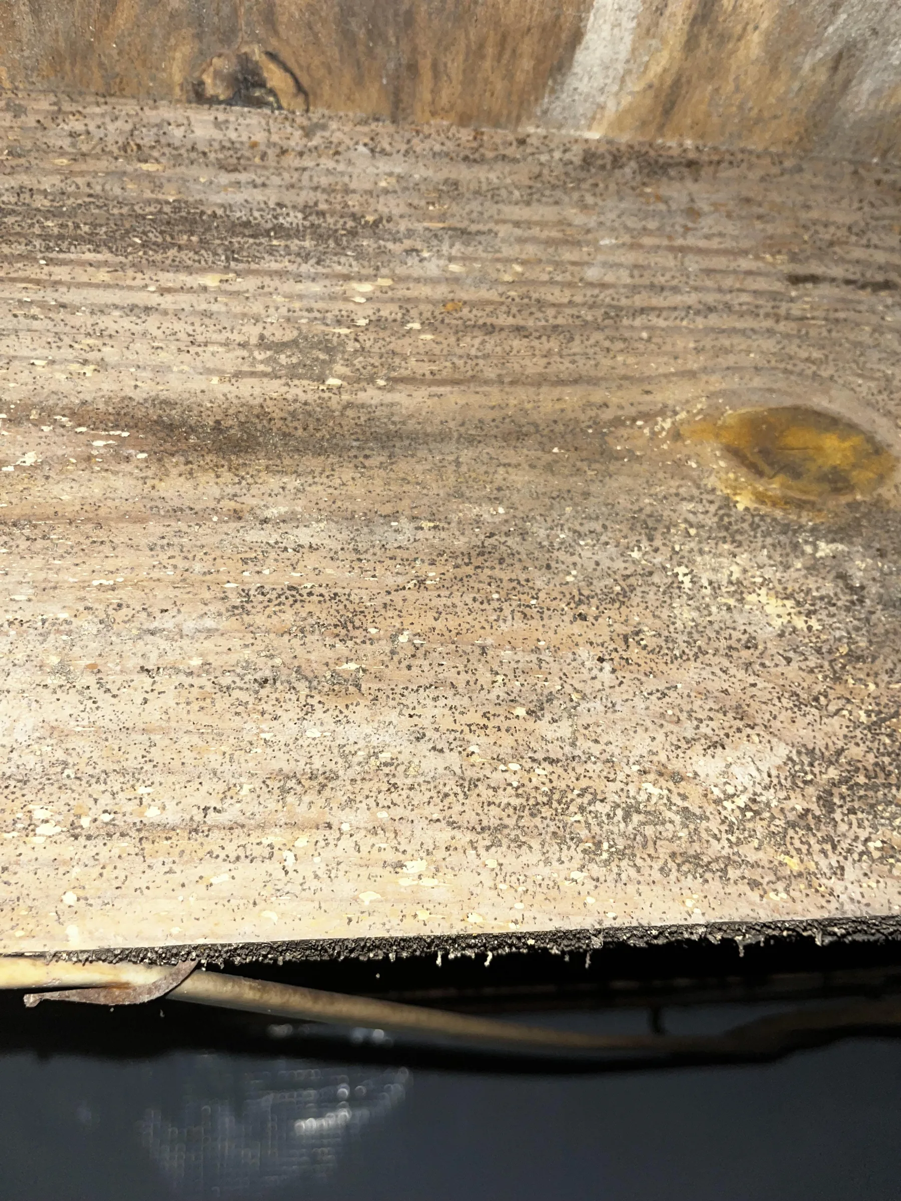 Close-up of mold spotting across a wooden board