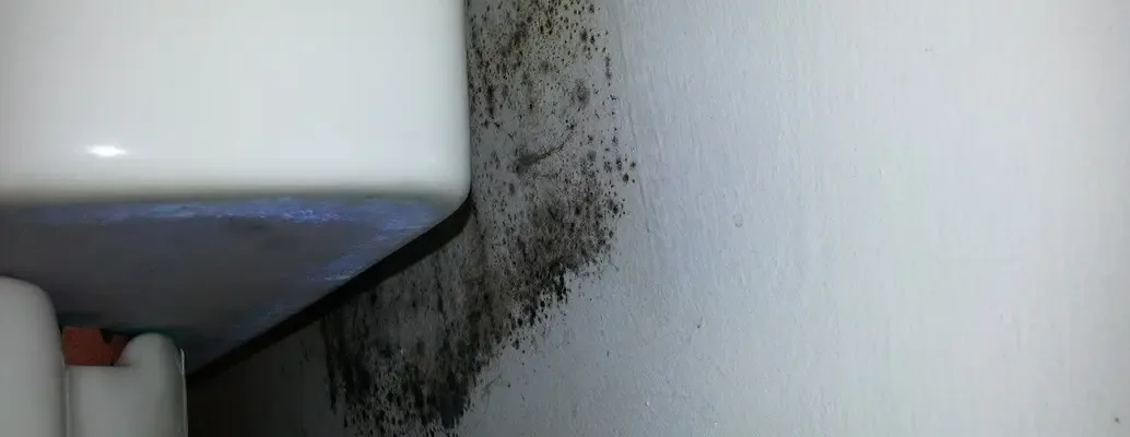 Mold growing on the wall behind a toilet