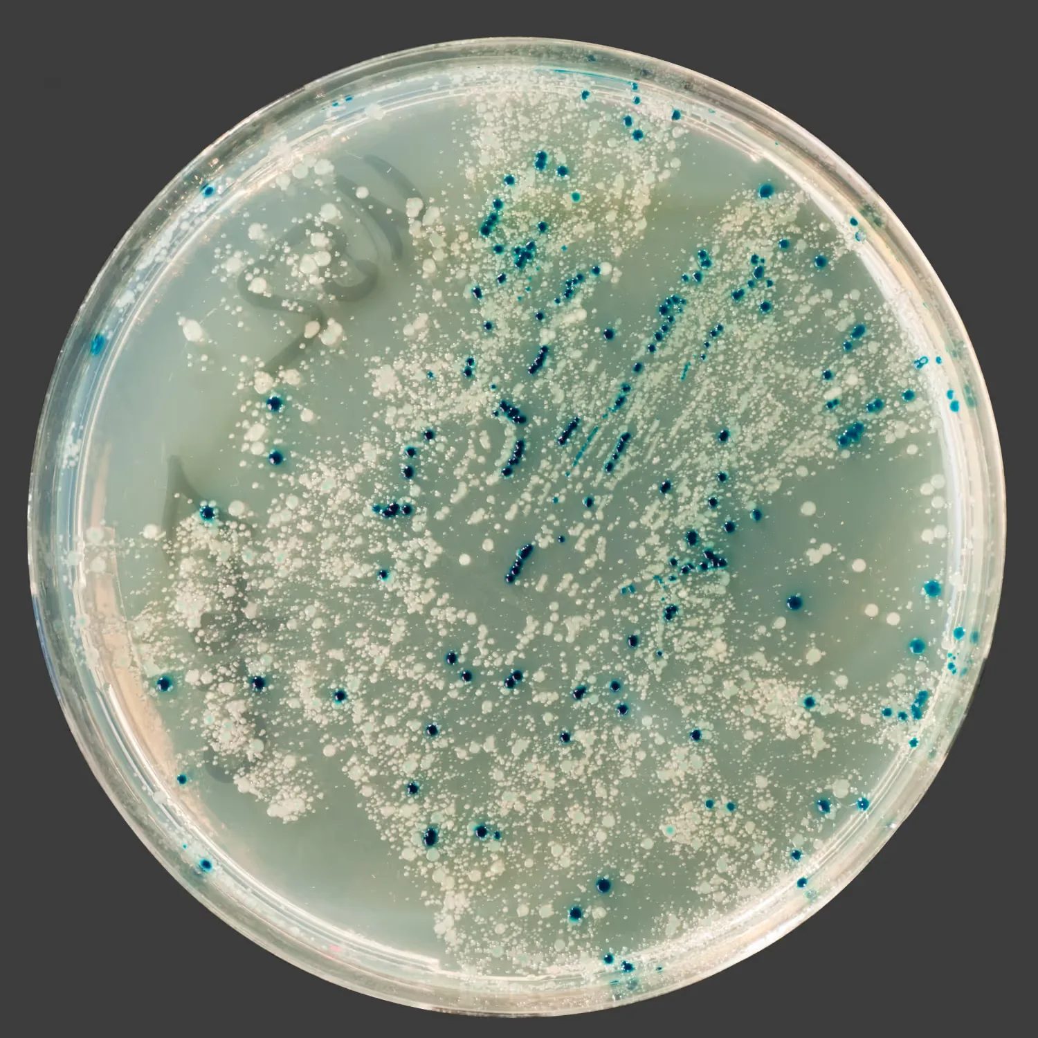 Mold colonies cultured on a Petri dish